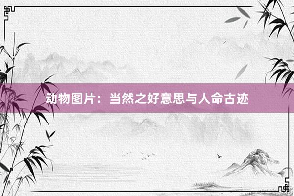 动物图片：当然之好意思与人命古迹